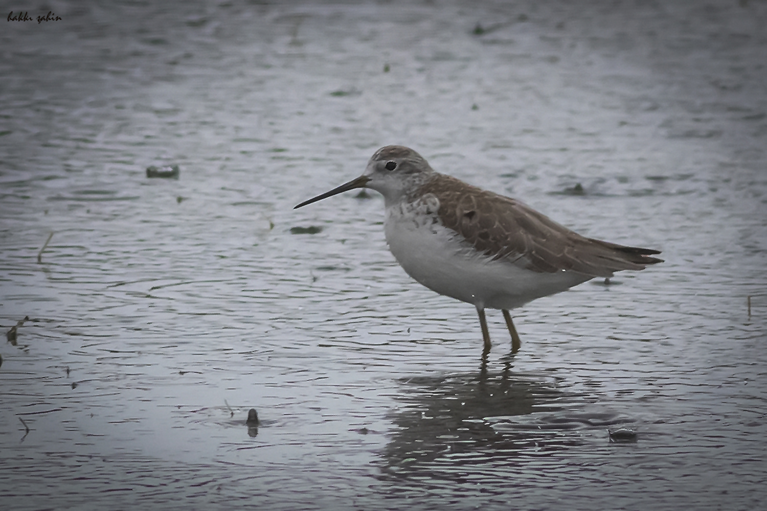 Red Knot